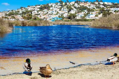 Ducks resting on sandy shore next to water Stock Photos