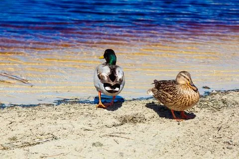 Ducks resting on sandy shore next to water Stock Photos
