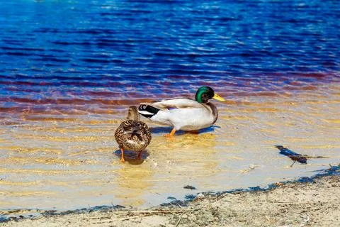 Ducks resting on sandy shore next to water Stock Photos