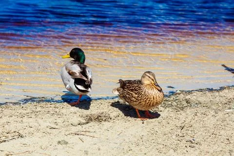 Ducks resting on sandy shore next to water Stock Photos
