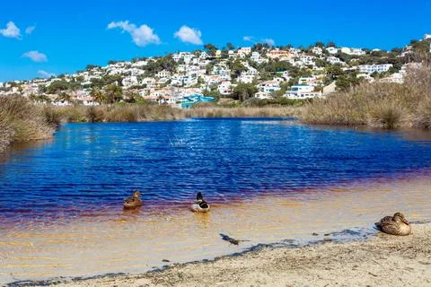 Ducks resting on sandy shore next to water Stock Photos