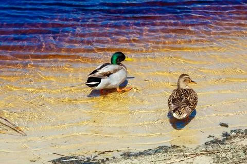 Ducks resting on sandy shore next to water Stock Photos