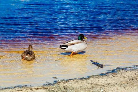 Ducks resting on sandy shore next to water Stock Photos