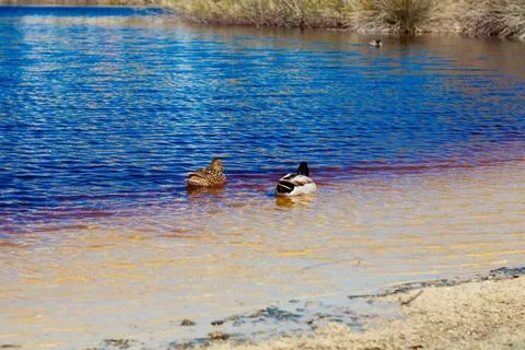 Ducks resting on sandy shore next to water Stock Photos