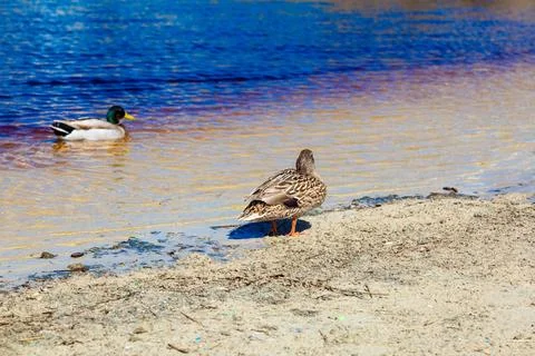 Ducks resting on sandy shore next to water Stock Photos