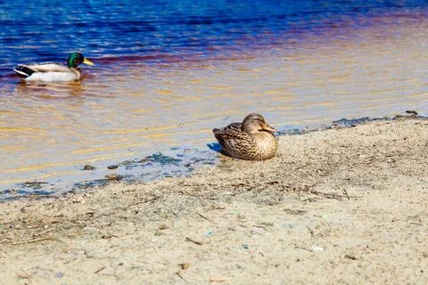 Ducks resting on sandy shore next to water Stock Photos