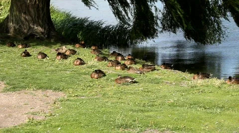 Ducks resting at the sea side Stock Footage 506377