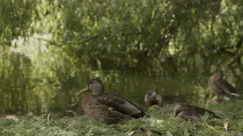 Ducks Resting in Shade Under Willow Tree at Pond Edge in Malmö, Sweden Stock Footage 345653211