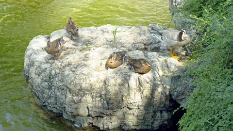 Ducks resting on the shore sleeping poultry farming Stock Footage 247643946