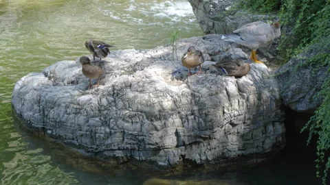 Ducks resting on the shore sleeping poultry farming Stock Footage 247643983