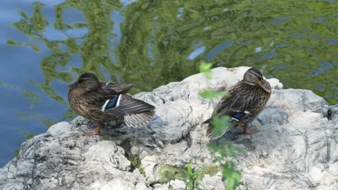Ducks resting on the shore sleeping poultry farming Stock Footage 247644601