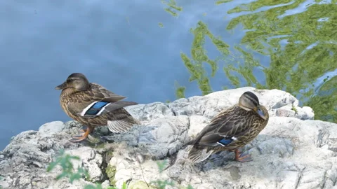 Ducks resting on the shore sleeping poultry farming Stock Footage 247644911