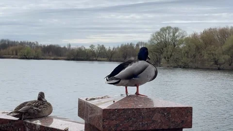 Ducks resting on a stone ledge by a serene lake with cloudy sky and distant.. Stock Footage 341266376