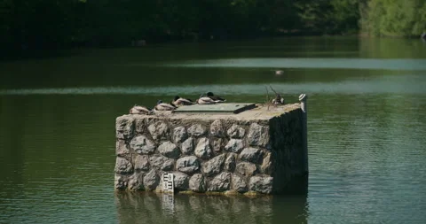 Ducks Resting On Stone Structure In Maksimir Lake Stock Footage 336001888