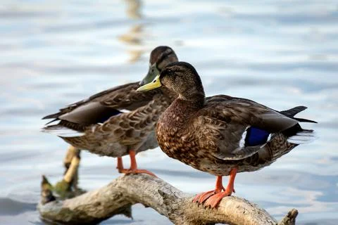 Ducks resting on a tree trunk Stock Photos
