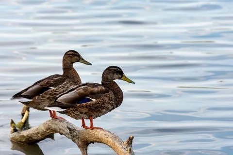Ducks resting on a tree trunk Stock Photos