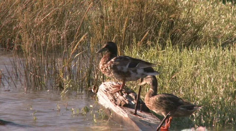 Ducks resting on the trunk  Video stock 129179