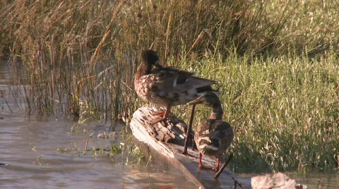 Ducks resting on the trunk Video stock 136075