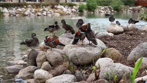 Ducks resting by the water feature in a hotel garden in Turkiye during a sunny Stock Footage 294249175