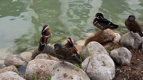 Ducks resting by the water feature in a hotel garden in Turkiye during a sunny Stock Footage 294249213