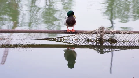 Ducks resting on the water guardrail combing their feathers Video stock 239849477