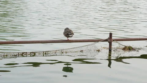 Ducks resting on the water guardrail combing their feathers Video stock 239849609