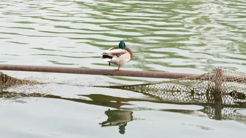 Ducks resting on the water guardrail combing their feathers Stock Footage 239856004