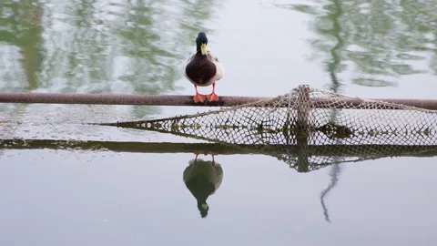 Ducks resting on the water guardrail combing their feathers Video stock 239875944