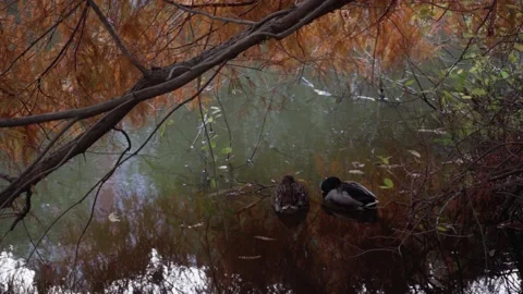 Ducks resting in the water, under an orange tree Stock Footage 225370804