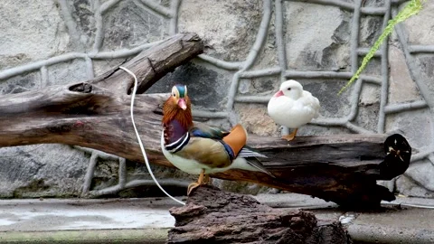 Ducks resting on wood logs Stock Footage 165231473