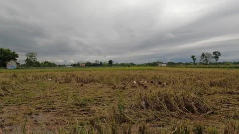 Ducks in Rice Field After Rain – Rural Indonesia at Sunset Stock Footage 320892397