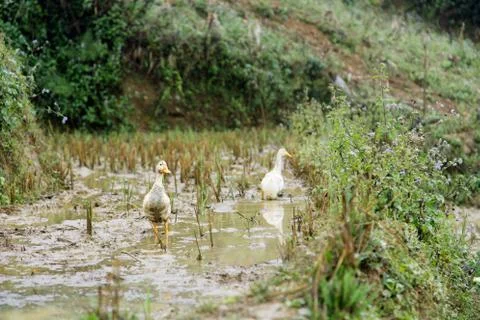 Ducks at rice field 스톡 사진