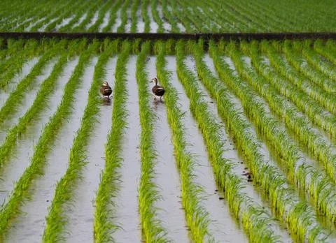 Ducks in a rice field Foto stock