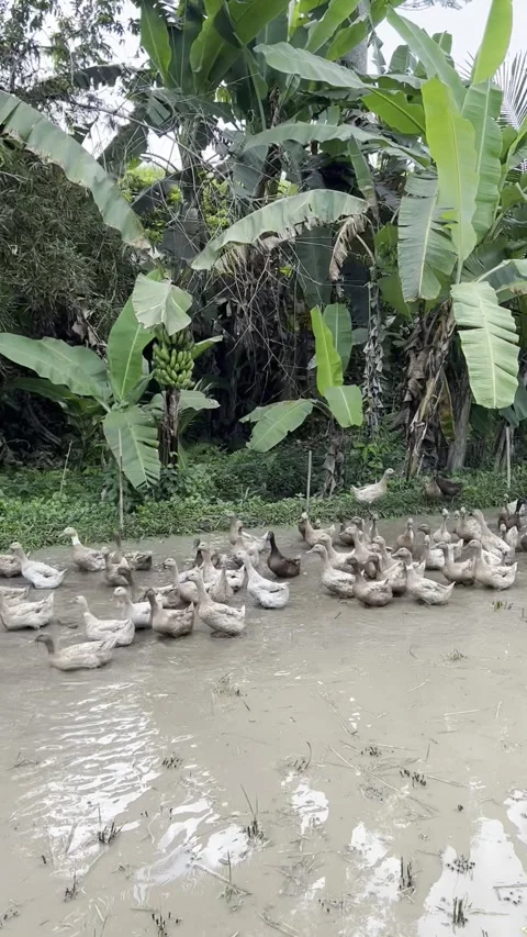 Ducks in the rice fields Stock Footage 254195388
