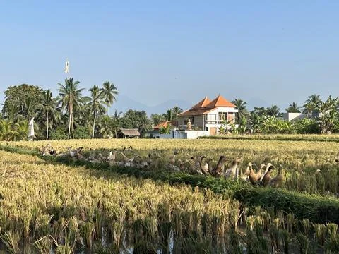 Ducks in the rice fields Stock Photos