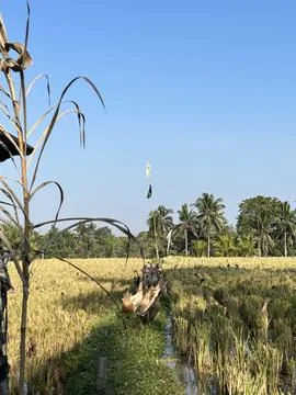 Ducks in the rice fields Stockfoto's