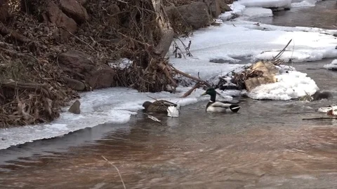 Ducks Ride the Rapids 1 Stock Footage 104991298