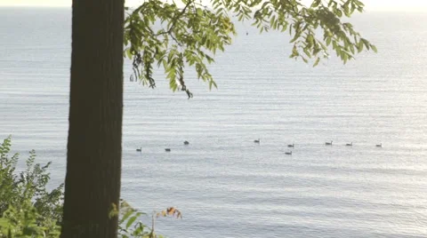 Ducks on a rippling lakeshore with trees Stock Footage 42901550