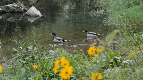 Ducks On The River 2 Vídeo Stock 44226541