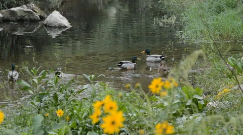 Ducks On The River 3 Vídeo Stock 44226658
