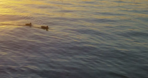 Ducks on the river - 4K (UltraHD) 스톡 동영상 39698145