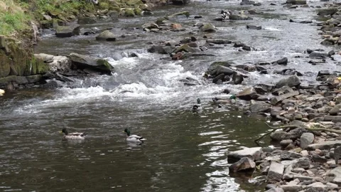 Ducks river and waterfall Stock Footage 172529179