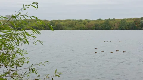 Ducks on the river in autumn Stock Footage 161118476
