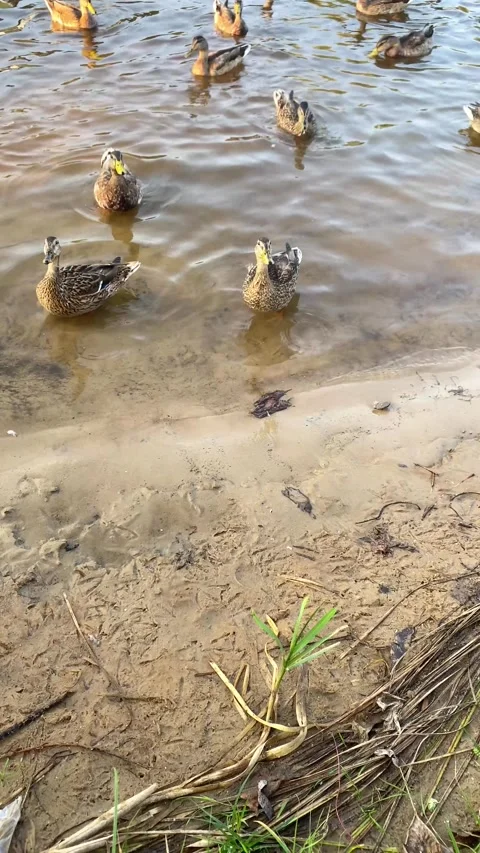 Ducks on the river bank eating bread. Summer. Vertical video Stock-Footage 282796882