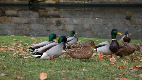 Ducks on the river bank Stock Footage 122912033