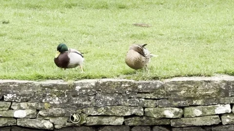 Ducks at river bank Stock Footage 304966680