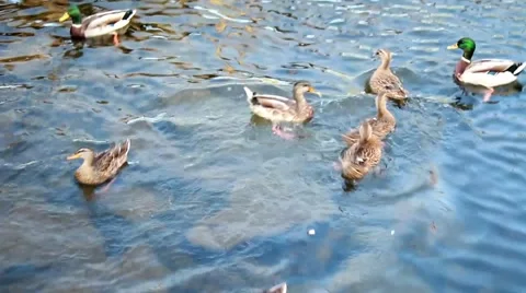 Ducks on river being fed from above Stock-Footage 54979665