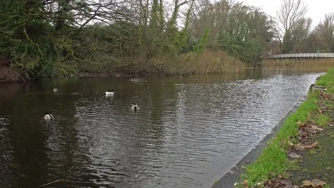 Ducks on River Cornib Stock Footage 156253064