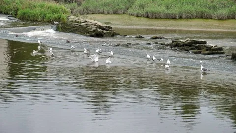 Ducks On River Dee at Weir in chester Video stock 77429465