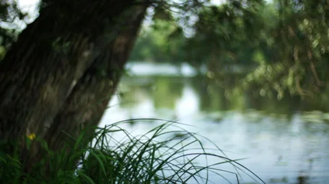 Ducks on the river. Defocusing Stock Footage 36217038